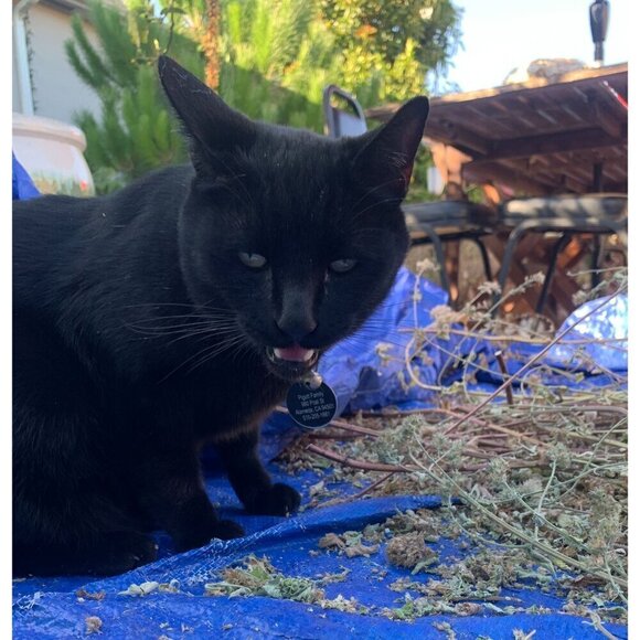 PURE GOLD Catnip Organically Grown & Harvested Pure Californian Catnip 4"x 3" - Picture 15 of 16